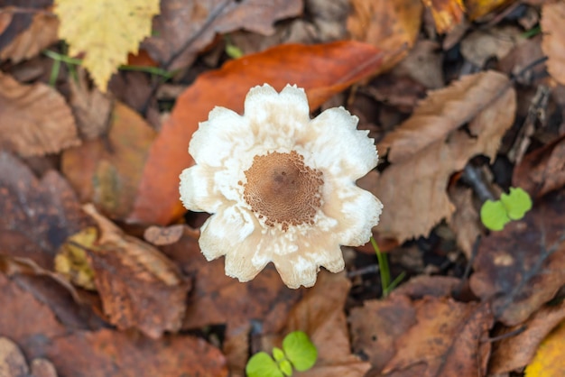 Macrolepiota procera mushrooms in the autumn forest