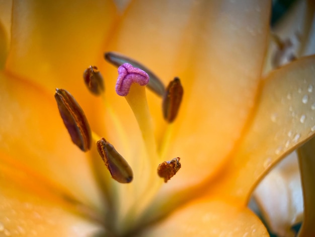 Macrophotography of a bulbous lily flower (Lilium Bulbiferum)