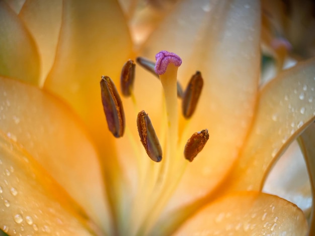 Macrophotography of a bulbous lily flower (Lilium Bulbiferum)