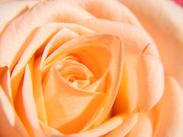 Macrophotography of a coral rose Bud.