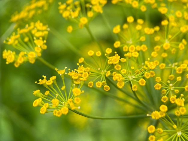 Macrophotography of dill flowers (Latin Anethum)