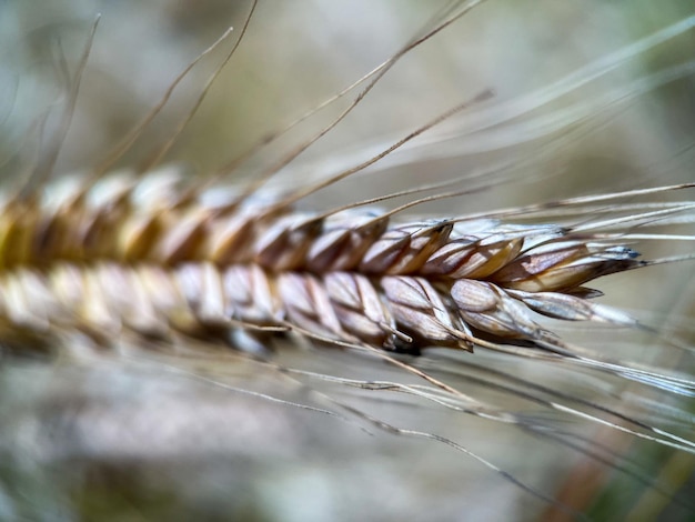 Macrophotography of an ear of ripening rye. Rye grains close-up