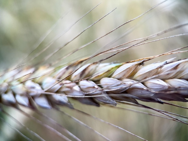 Macrophotography of an ear of ripening rye. Rye grains close-up