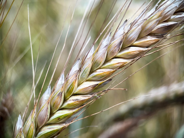 Macrophotography of an ear of ripening rye. Rye grains close-up