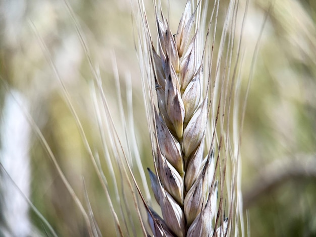 Macrophotography of an ear of ripening rye. Rye grains close-up