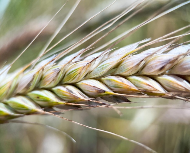 Macrophotography of an ear of ripening rye. Rye grains close-up