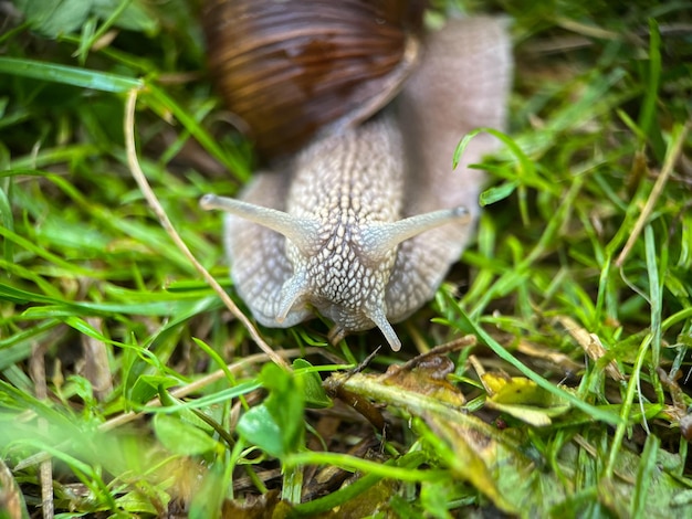 Macrophotography of a grape snail (Latin Helix pomatia)