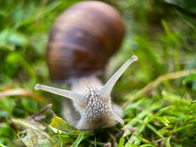 Macrophotography of a grape snail (Latin Helix pomatia)