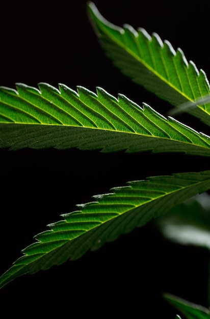 macrophotography of marijuana leaves with black background