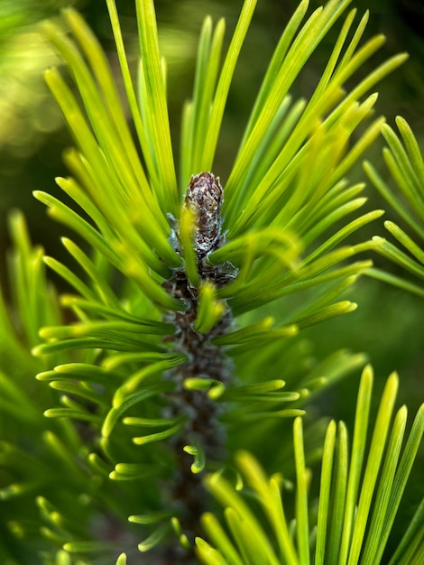 Macrophotography of mountain pine (Pinus mugo). European Elfin pine close-up