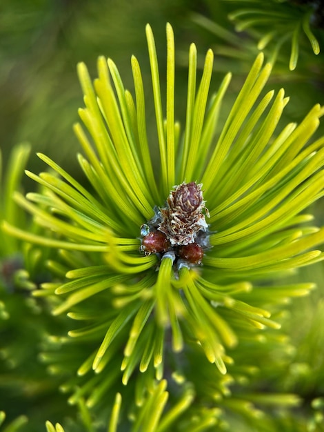 Macrophotography of mountain pine (Pinus mugo). European Elfin pine close-up