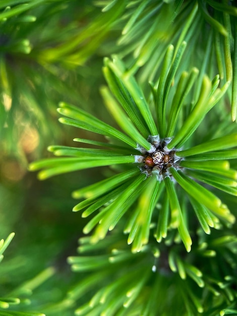 Macrophotography of mountain pine (Pinus mugo). European Elfin pine close-up