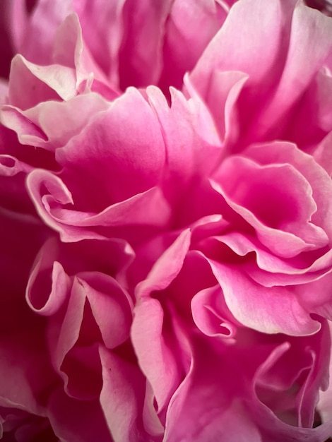 Macrophotography of the petals of the Medicinal Peony Paeonia officinalis