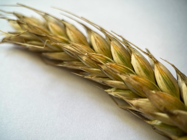 Macrophotography of a rye ear on a white isolated background. Rye grains close-up