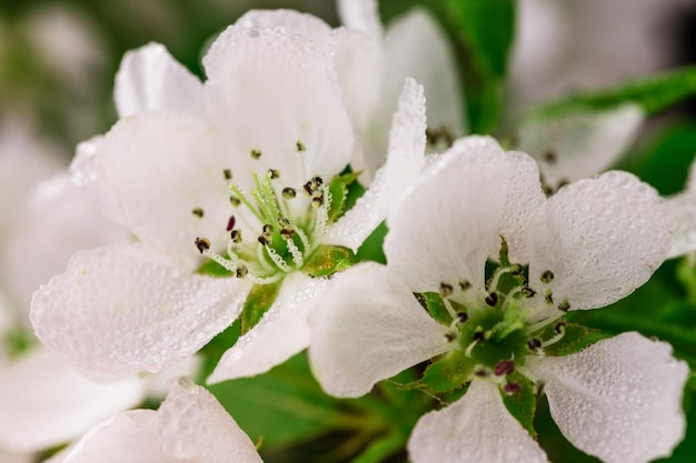 Macrophotography of white flowers with leaves on a pink background