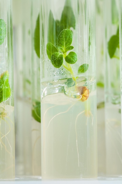 Macroshot small plant of potato in laboratory tube