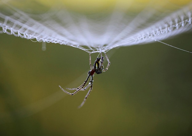 MacroShotofSpideronDewCoveredWeb