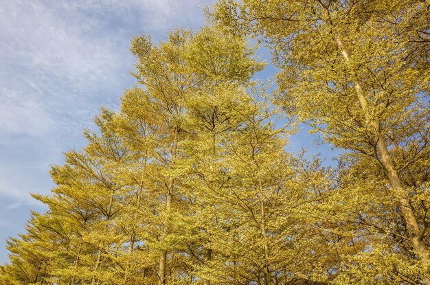 Madagascar Almond forest trees