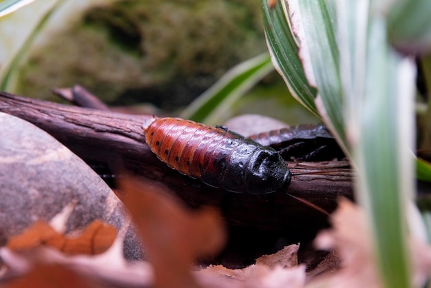 Madagascar cockroach macro Gromphadorhina portentosa a species of large tropical cockroaches from the family Blaberidae