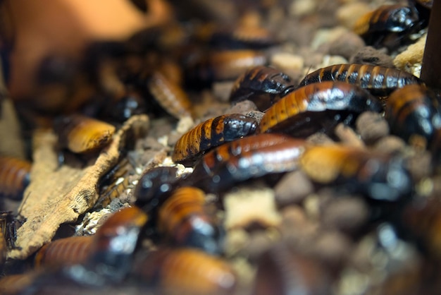 Madagascar cockroaches on a piece of wood a small depth of field