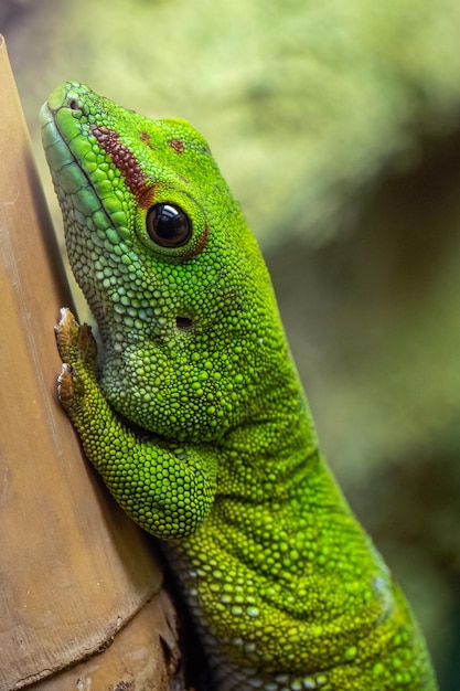 Madagascar giant day gecko felsuma grandis