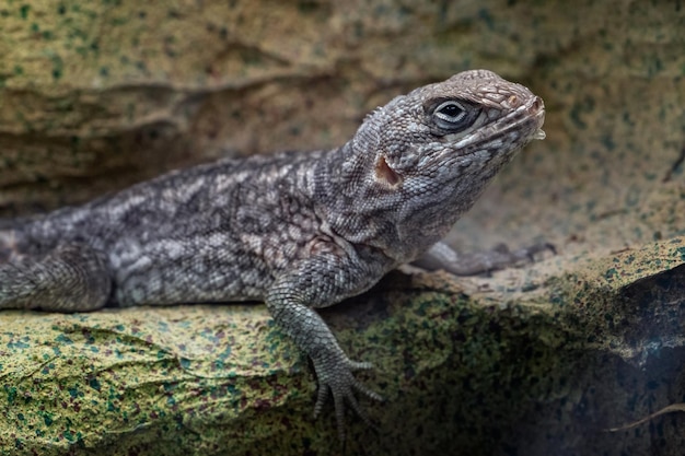 Madagascar Iguana or Madagascar swift or Merrem's Madagascar swift Oplurus cyclurus