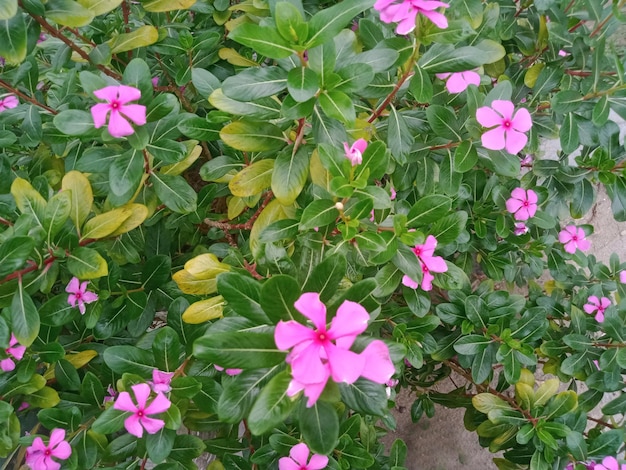 Madagascar Periwinkle flower red flower