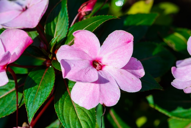 Madagascar periwinkle, Madagascar periwinkle