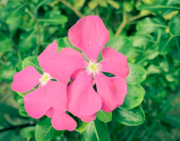 Madagascar periwinkle pink flower are bloomingIt is a plant that uses extracts to make cancer drugs