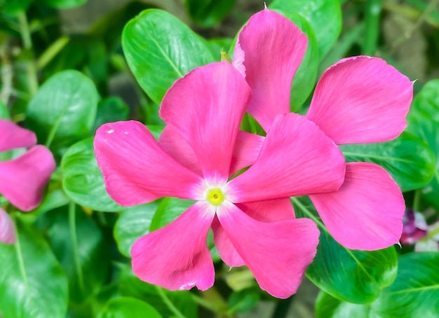 Madagascar periwinkle pink flower are bloomingIt is a plant that uses extracts to make cancer drugs