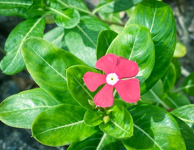 Madagascar periwinkle pink flower blooming It is a plant that uses extracts to make cancer drugs