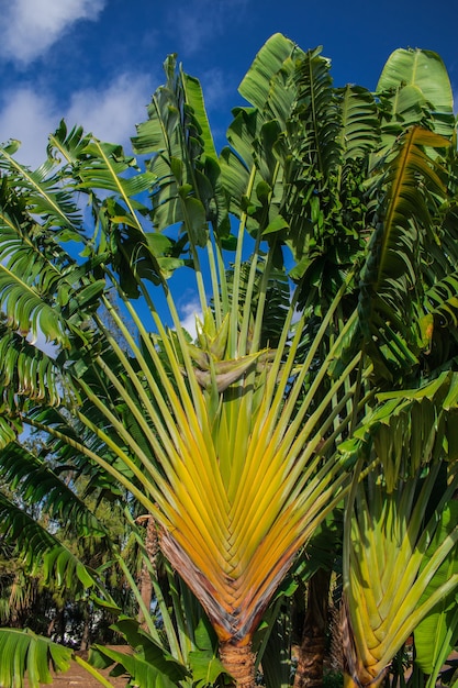 Madagascar traveller's tree