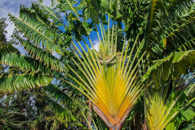 Madagascar travellers tree Ravenala madagascariensis