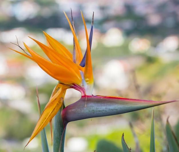 Madeira flower