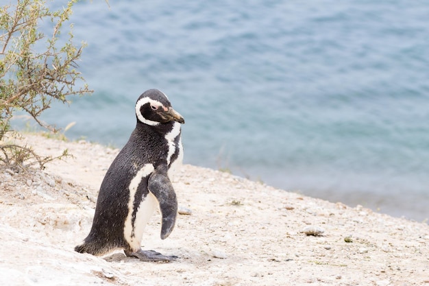 Magellanic penguin Caleta Valdes penguin colony Patagonia Argentina