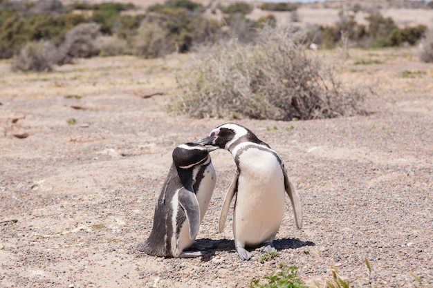 Magellanic penguin close up. Punta Tombo penguin colony, Patagonia, Argentina