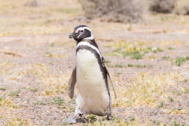 Magellanic penguin close up. Punta Tombo penguin colony, Patagonia, Argentina