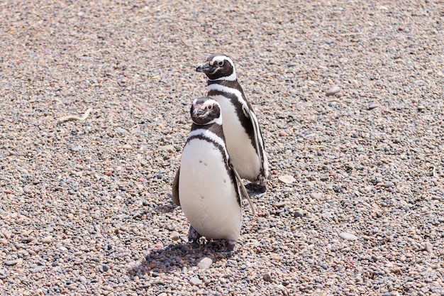 Magellanic penguins Punta Tombo penguin colony Patagonia