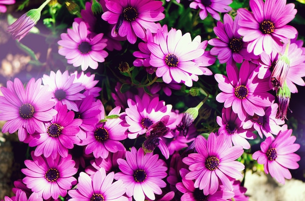 Magenta bicolour, pericallis hybrid background. Violet and purple flowers. Copy space.