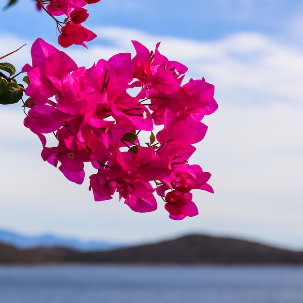 Magenta bougainvillea flowers against the sky sea and islands