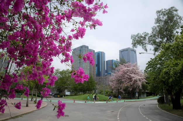 Magenta papers flowers and lake in public park and skyscraper in heart of bangkok thailand capital