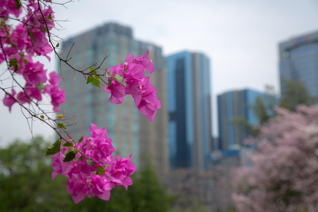 Magenta papers flowers and lake in public park and skyscraper in heart of bangkok thailand capital