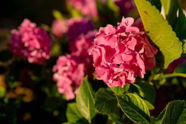 Magenta pink hydrangea macrophylla or hortensia shrub in full bloom in a flower pot with fresh green leaves in the background in a garden in a sunny summer day