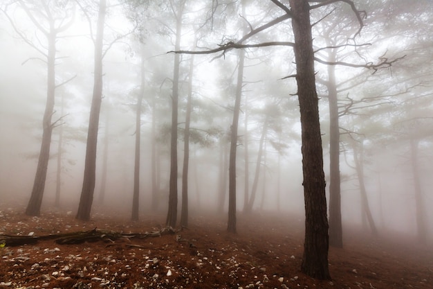 Photo magic misty forest