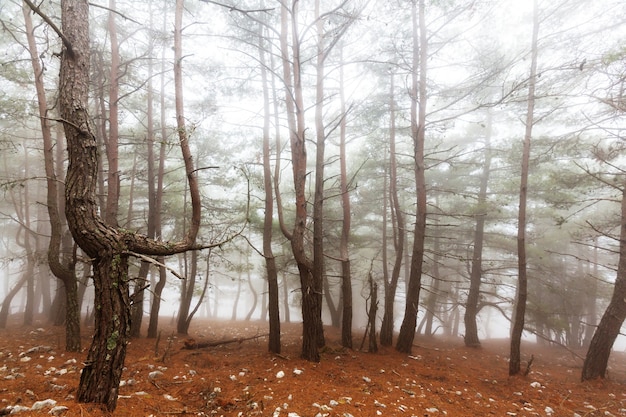 Magic misty forest