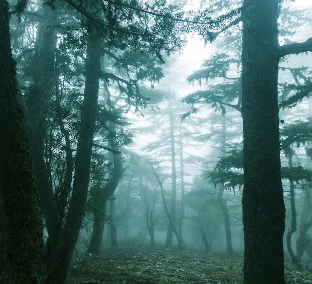 Magic misty forest