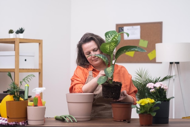 Magic of plant transplanting care for a potted plant with important proper drainage and new ground