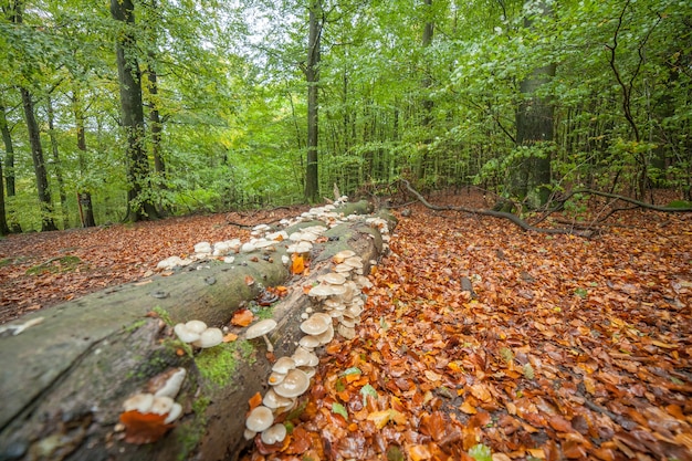 Magical Autumn Forest in Central Sweden.