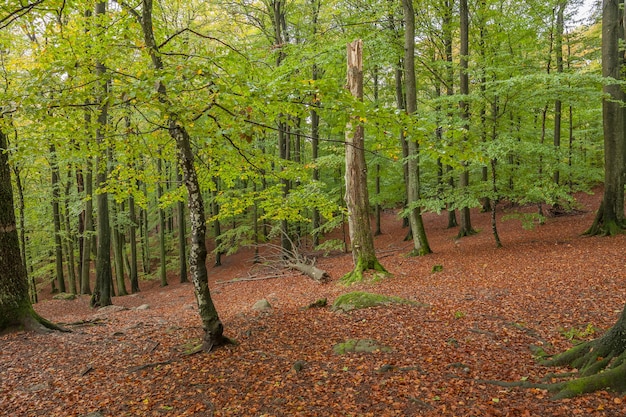 Magical Autumn Forest in Central Sweden.