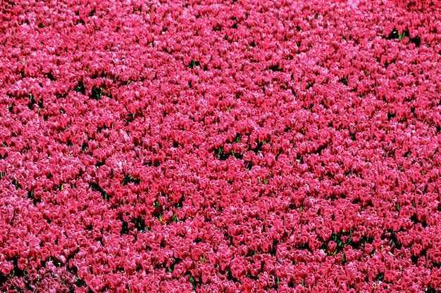 Magical beautiful tulips field in spring Blooming multicolor tulip fields